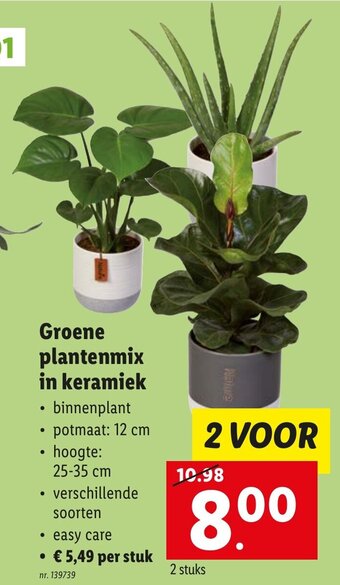 Lidl Groene plantenmix in keramiek aanbieding