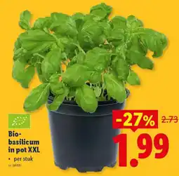 Lidl Bio basilicum in pot XXL aanbieding