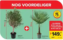 Carrefour Olijfboom + Trachycarpus aanbieding