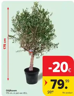 Carrefour Olijfboom aanbieding