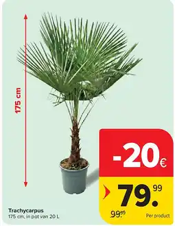 Carrefour Trachycarpus aanbieding