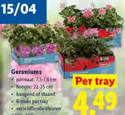 Lidl Geraniums aanbieding