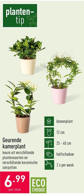 Geurende kamerplant