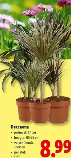 Lidl Dracaena aanbieding