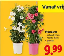Lidl Dipladenia aanbieding