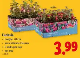 Lidl Fuchsia aanbieding