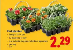 Lidl Perkplanten aanbieding