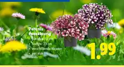 Lidl Petunia tweekleurig aanbieding