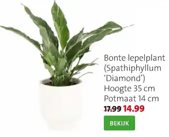 Bonte lepelplant (spathiphyllum 'diamond') hoogte 35cm potmaat 14cm