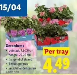 Lidl Geraniums aanbieding