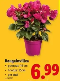 Lidl Bougainvillea aanbieding