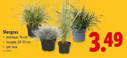 Lidl Siergras aanbieding