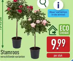 ALDI Stamroos aanbieding