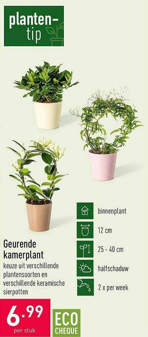 ALDI Geurende Kamerplant aanbieding