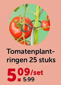 AVEVE Tomatenplantringen 25 stuks aanbieding