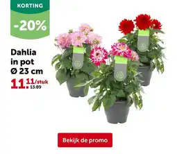 AVEVE Dahlia in pot Ø 23 cm aanbieding