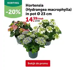 AVEVE Hortensia (Hydrangea macrophylla) in pot Ø 23 cm aanbieding