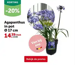 AVEVE Agapanthus in pot Ø 17 cm aanbieding