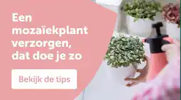AVEVE Een mozaïekplant verzorgen, dat doe je zo aanbieding
