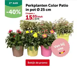AVEVE Perkplanten Color Patio in pot Ø 25 cm aanbieding