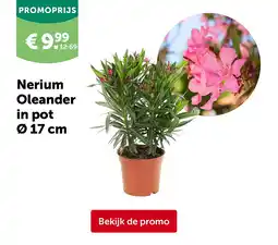 AVEVE Nerium Oleander in pot Ø 17 cm aanbieding