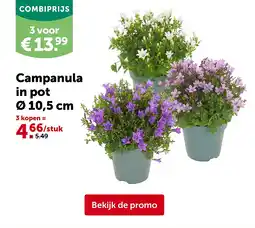 AVEVE Campanula in pot Ø 10,5 cm aanbieding