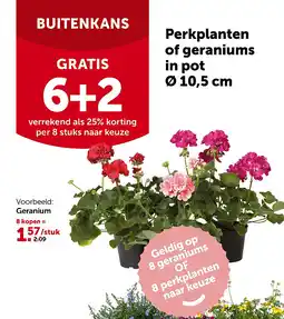 AVEVE Geranium aanbieding