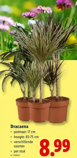 Lidl Dracaena aanbieding