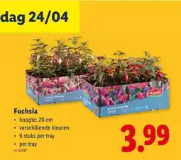 Lidl Fuchsia aanbieding