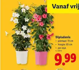 Lidl Dipladenia aanbieding
