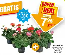 Trafic Geranium aanbieding