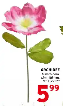 Trafic Orchidee aanbieding