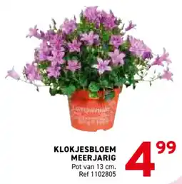 Trafic Klokjesbloem meerjarig aanbieding