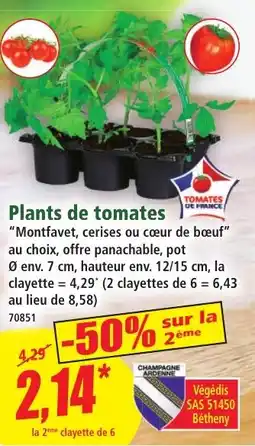 Norma Plants de tomates aanbieding