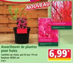 Norma Assortiment de plantes pour haies aanbieding