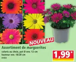 Norma Assortiment de marguerites aanbieding