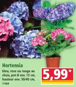 Norma Hortensia aanbieding