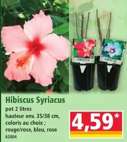 Norma Hibiscus Syriacus aanbieding