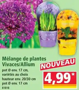 Norma Mélange de plantes Vivaces/Allium aanbieding