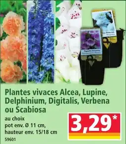 Norma Plantes vivaces Alcea, Lupine, Delphinium, Digitalis, Verbena ou Scabiosa aanbieding