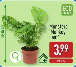 ALDI Monstera Monkey Leaf aanbieding