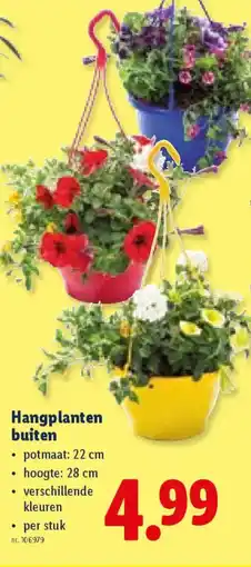 Lidl Hangplanten buiten aanbieding