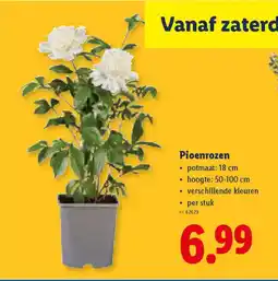 Lidl Pioenrozen aanbieding