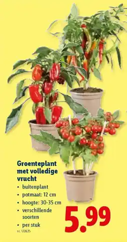 Lidl Groenteplant met volledige vrucht aanbieding