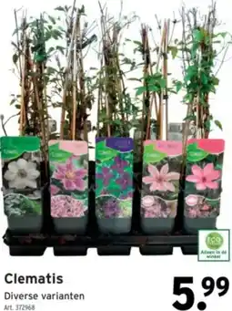 GAMMA Clematis aanbieding