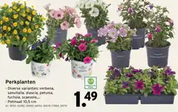 GAMMA Perkplanten aanbieding