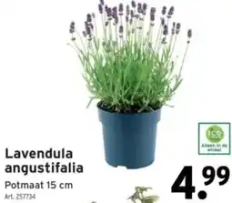 GAMMA Lavendula angustifalia aanbieding