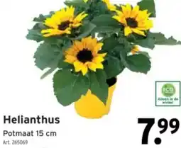 GAMMA Helianthus aanbieding