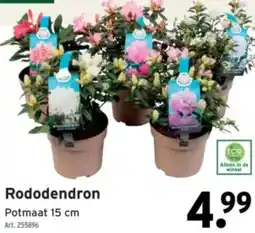 GAMMA Rododendron aanbieding