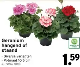 GAMMA Geranium hangend of staand aanbieding